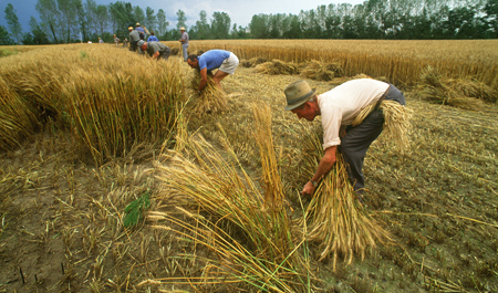 mietitura grano