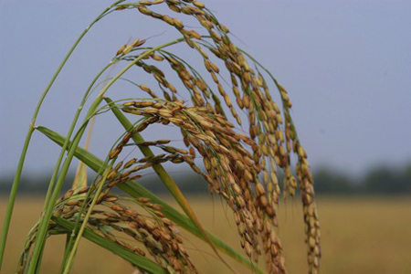 Riso di Grumolo delle Abbadesse