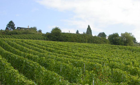 strada dei vini dei colli euganei