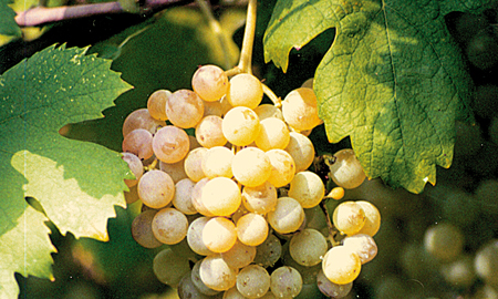 grappolo d'uva bianca