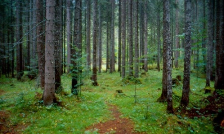 La foresta di Somadida