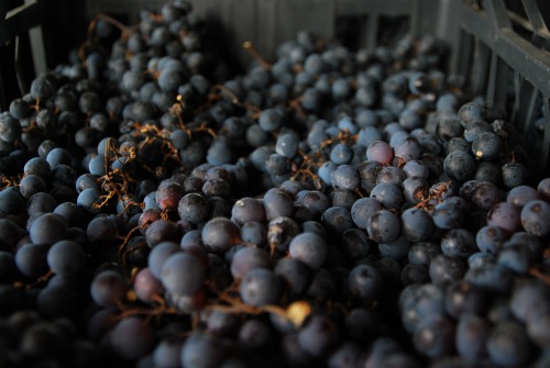 Valpolicella ripasso