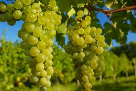 uva San Martino della Battaglia