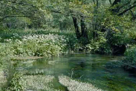 Riserva Naturale Biogenetica Vincheto di Celarda 