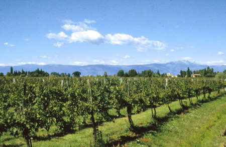 Strada del Lison Pramaggiore