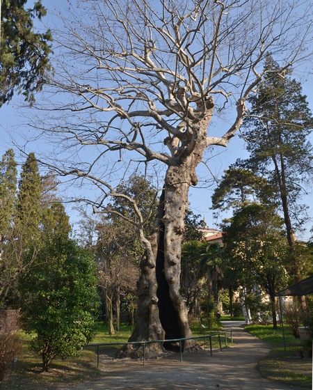 Padova, Orto Botanico, platano orientale del 1680