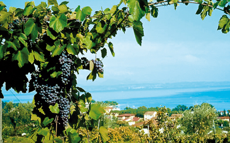 veduta di vigneti