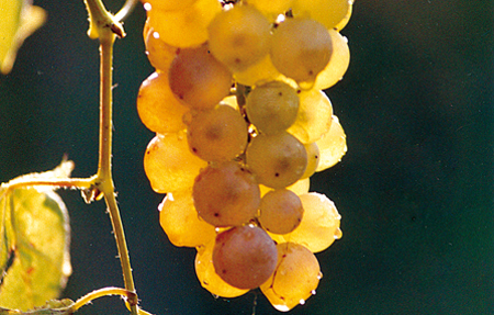 Custoza- grappolo d'uva