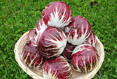 radicchio Chioggia