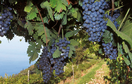 Breganze- grappoli d'uva
