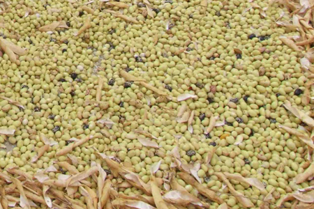 fagiolo gial&egrave;t della Val Belluna