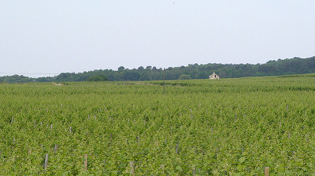 vigneti nei Colli Berici