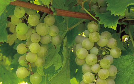grappolo d'uva