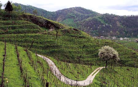 strada del Prosecco e vini di Conegliano