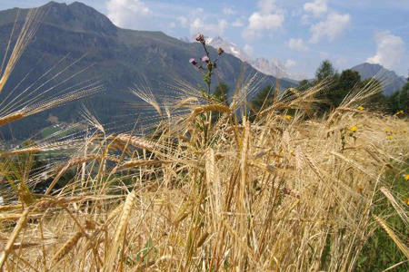 Antico orzo delle Valli Bellunesi