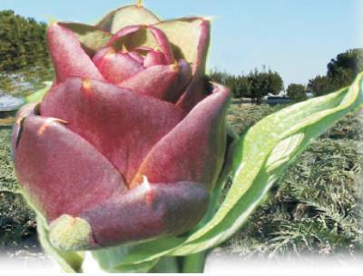 Carciofo violetto di Sant'Erasmo