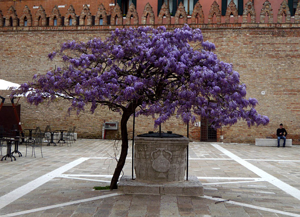 Universit&agrave; Ca' Foscari. Cortile
