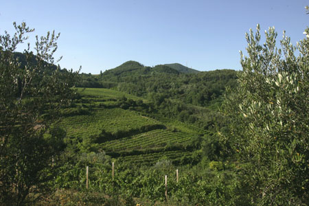 Vigneti Colli Euganei