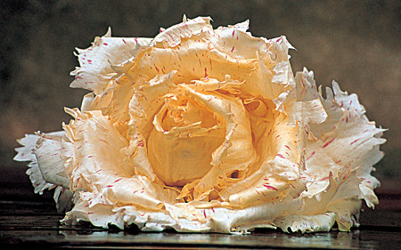 Radicchio di Castelfranco